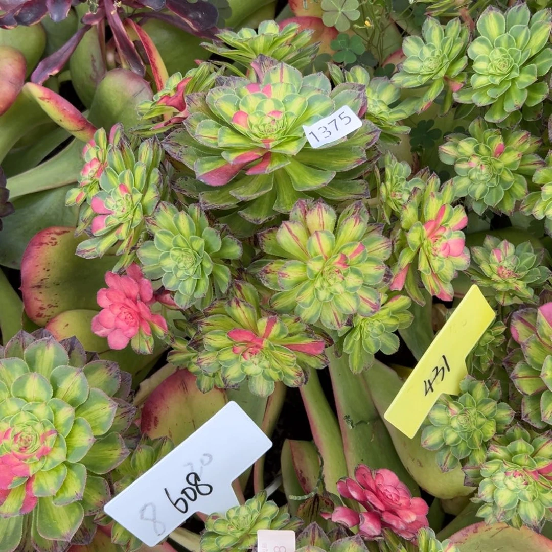 1375知否多肉多肉多肉