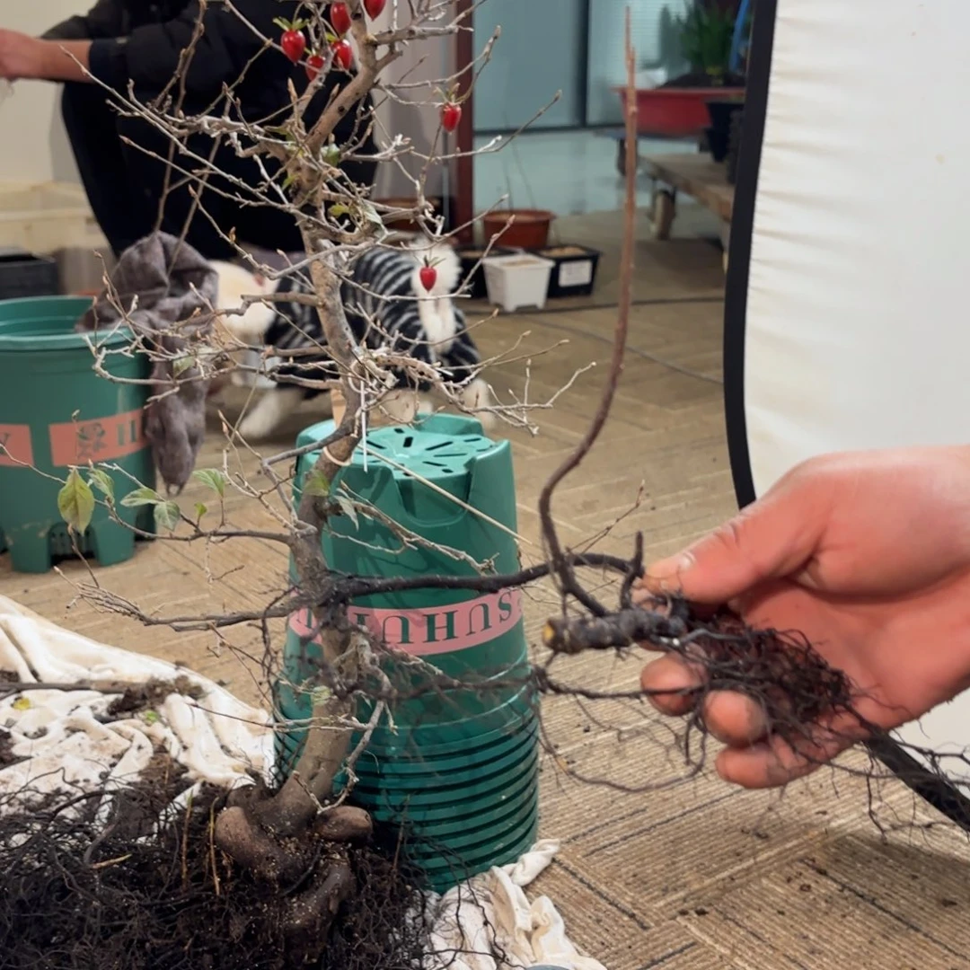 阳***光哈哈哈哈哈1907日货