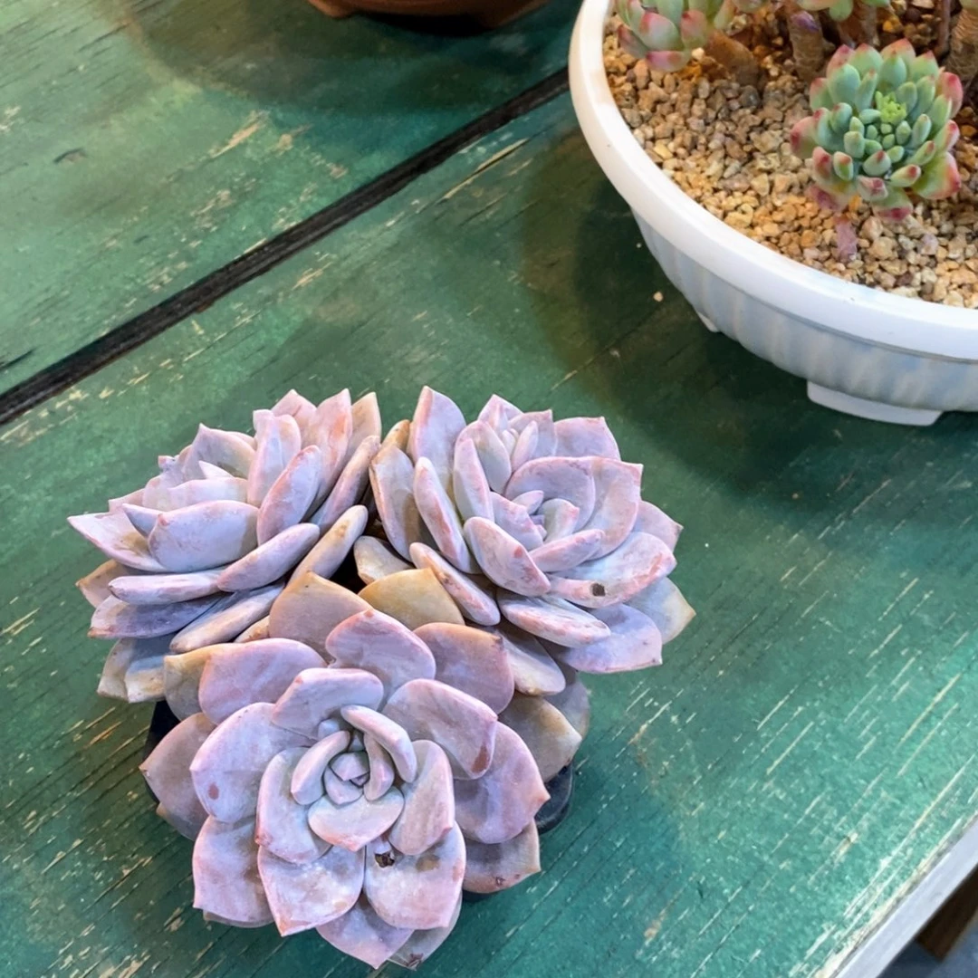 恩****街三头身像一根绳子一条项链的样子真