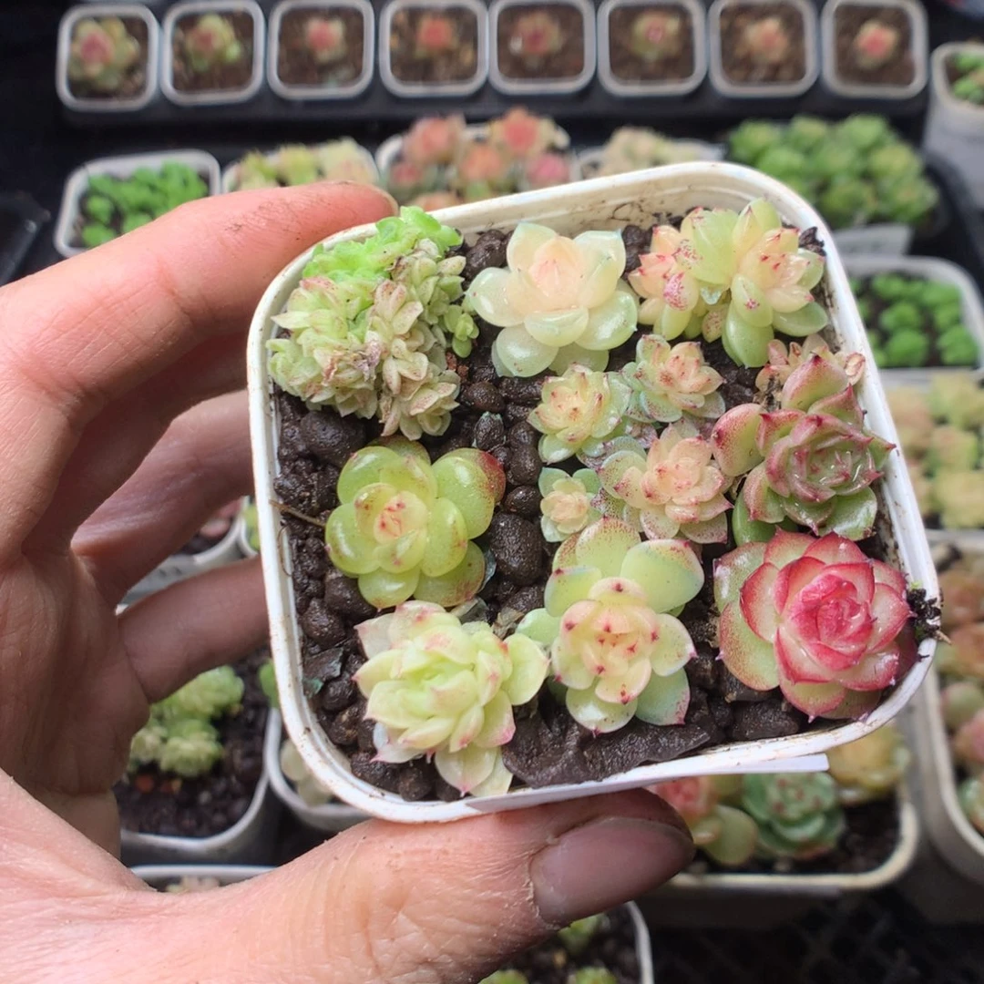 全部花朵Q23yyyyyyyyy