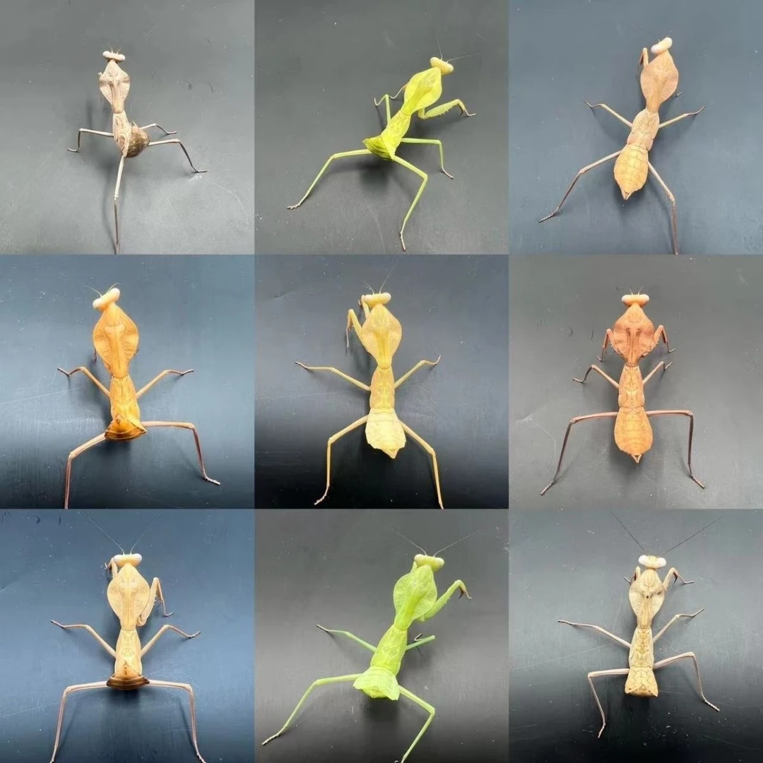 昆虫克盾螳螂鸣虫爬宠爬虫活体螳螂大全观察实验小学生礼物