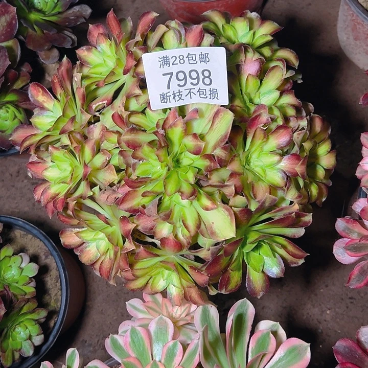 7998韶华多肉植物