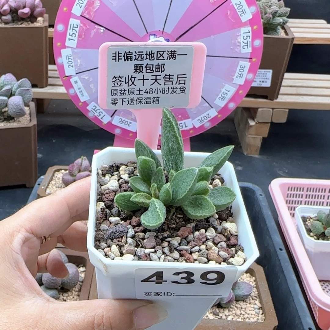 439抹茶多肉植物