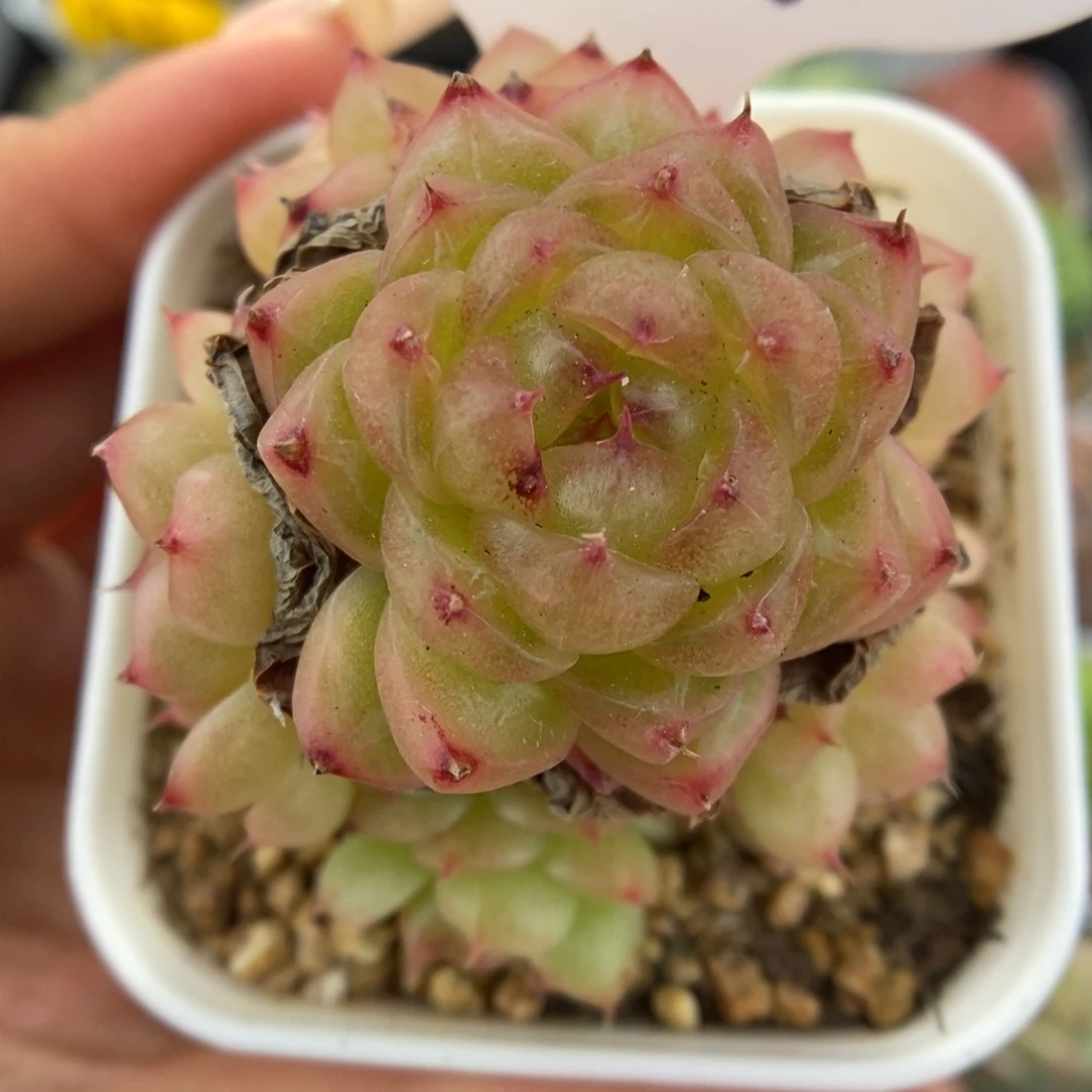 润玉珍妮群生377号