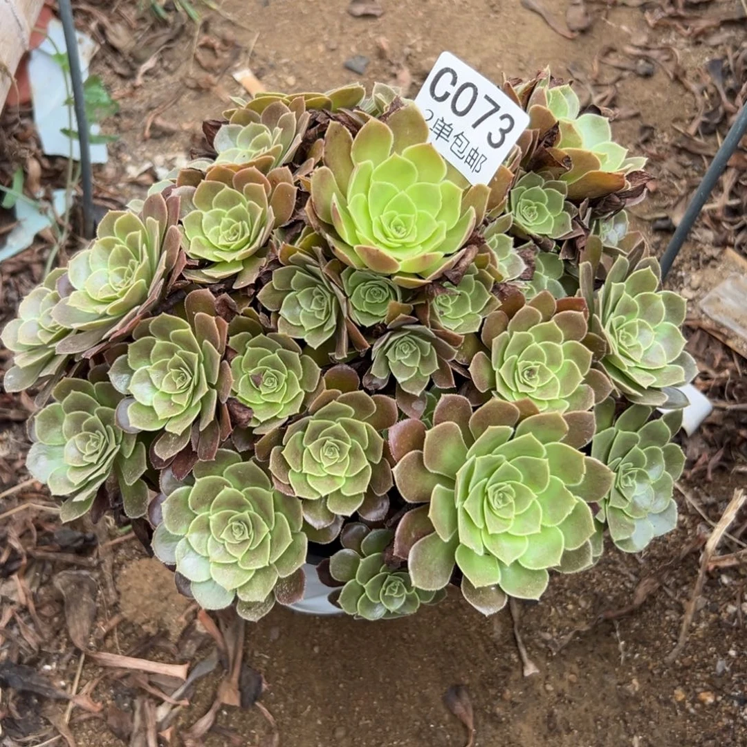 073多肉  荷兰玫瑰不包断头
