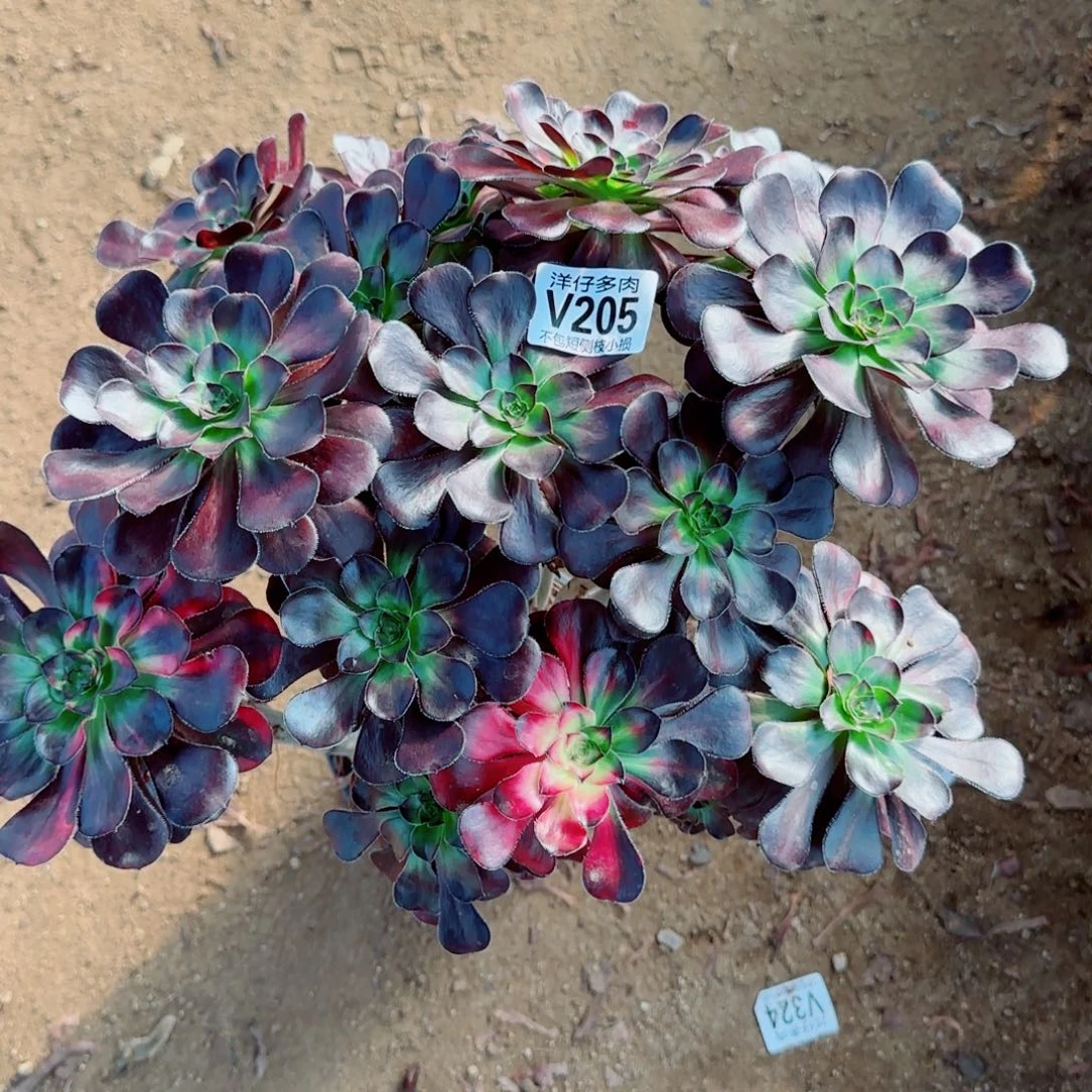 花蝴蝶法师205冠幅30