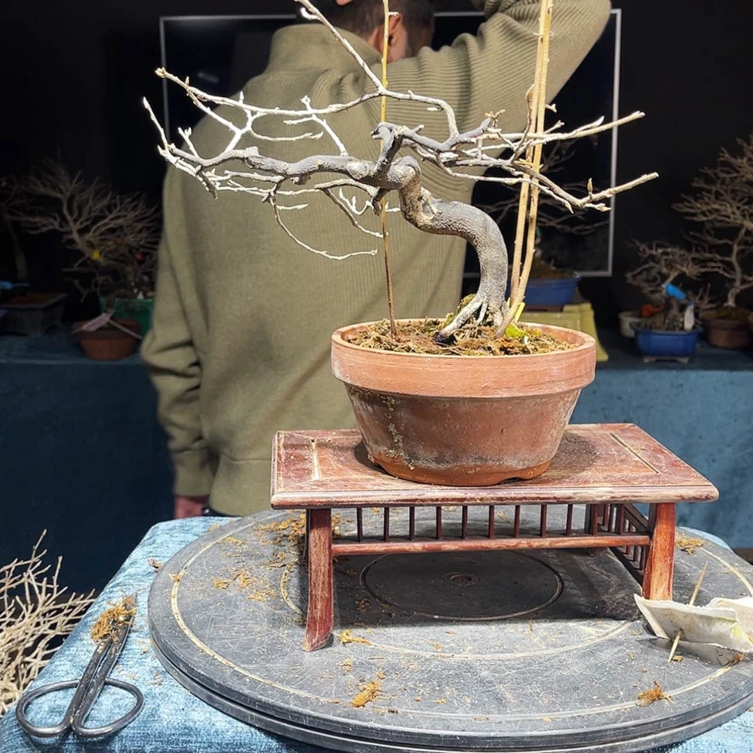 【闪购商品】老鸦柿小****)750