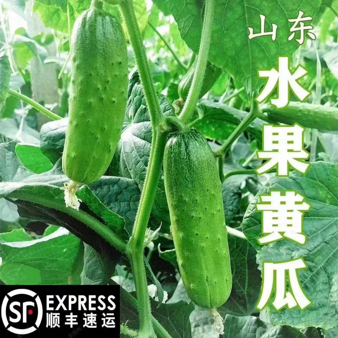 【顺丰包邮】农家自种头茬青瓜原生态水果黄瓜装新鲜饱满应季蔬菜