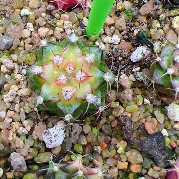 无花朵米哈洛维奇仙人球101