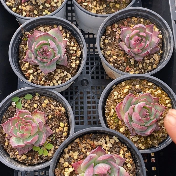 252 多肉植物盆栽花卉植物