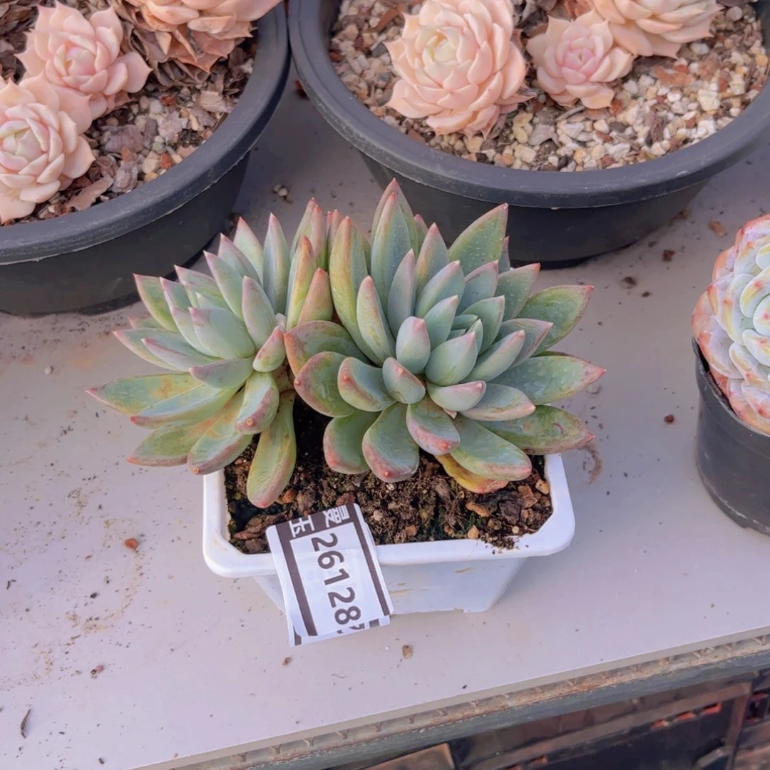 红蛋美人多肉植物26128