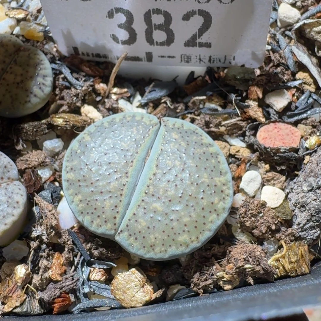 Sss清货便宜出382蓝色