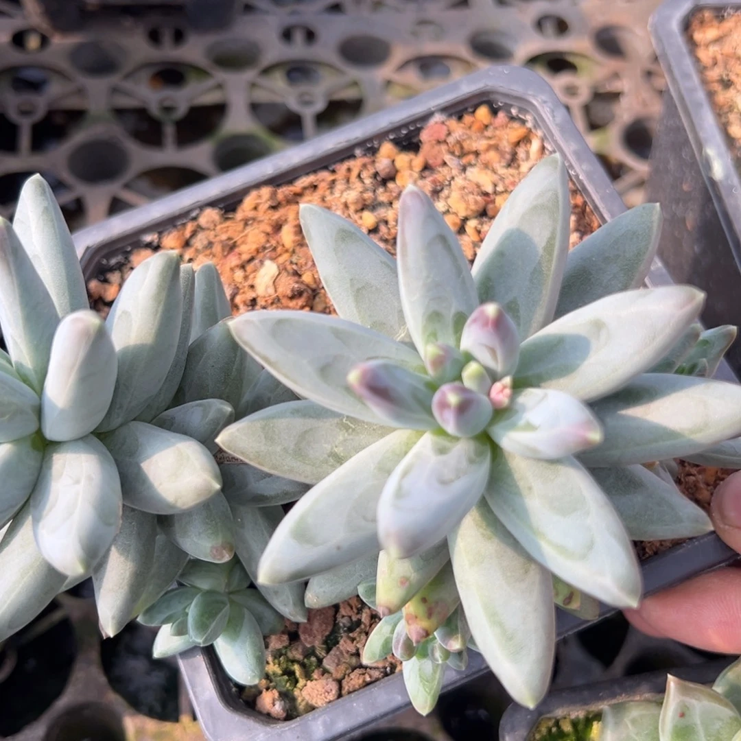 凤羽多肉植物多肉9.9