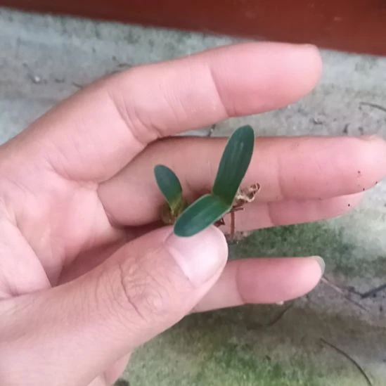 s***p无花朵特色花卉君子兰小苗