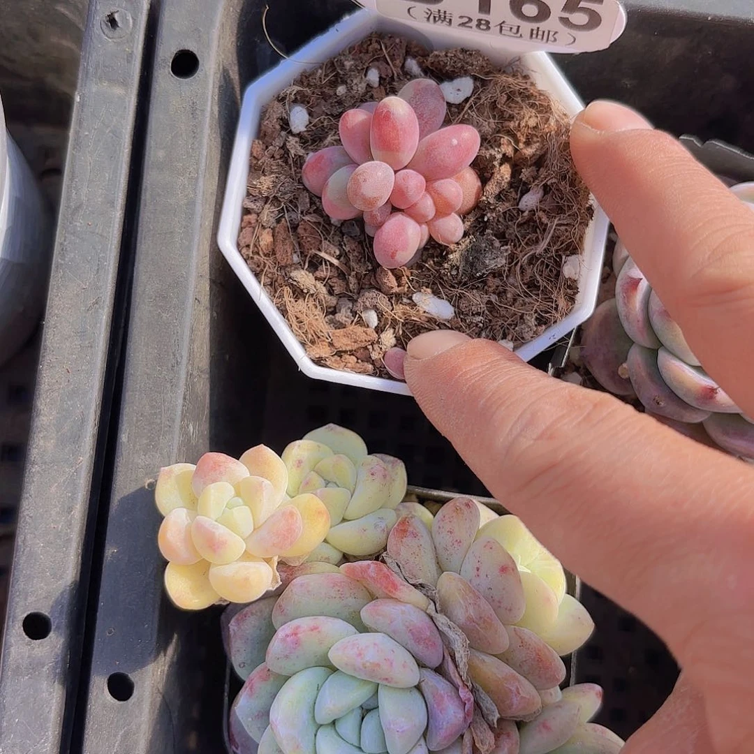 B165糖果美人一物一拍