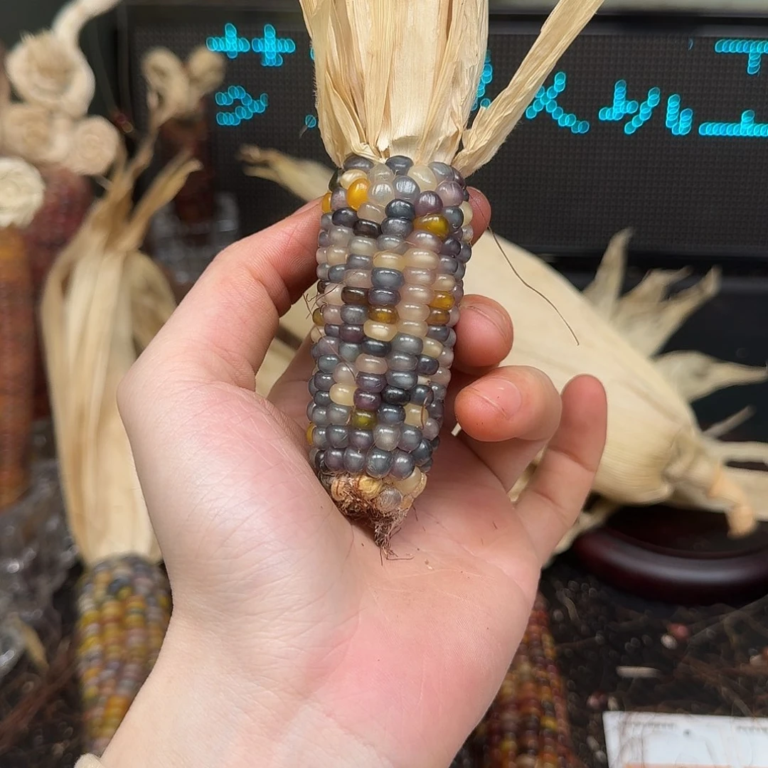 柏香籽/百香籽吊坠三*半