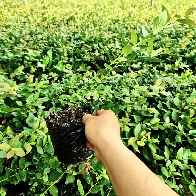 组培F6花香原土钵苗苔藓苗南北方