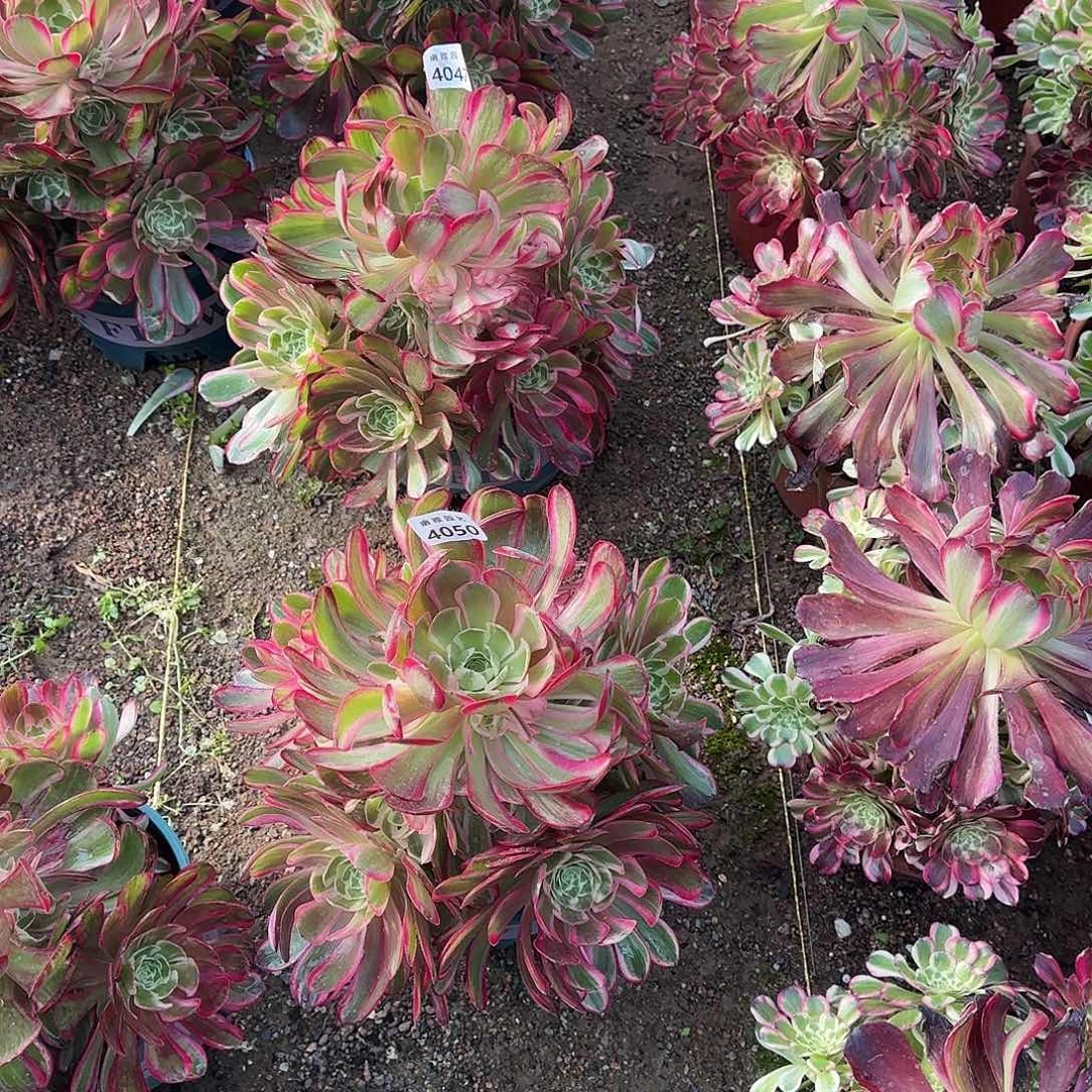 海**烂多肉植物孔雀翎4050