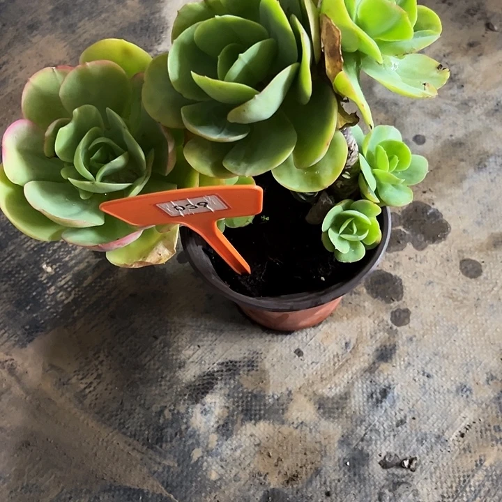 湾***)碧桃多肉植物精华039