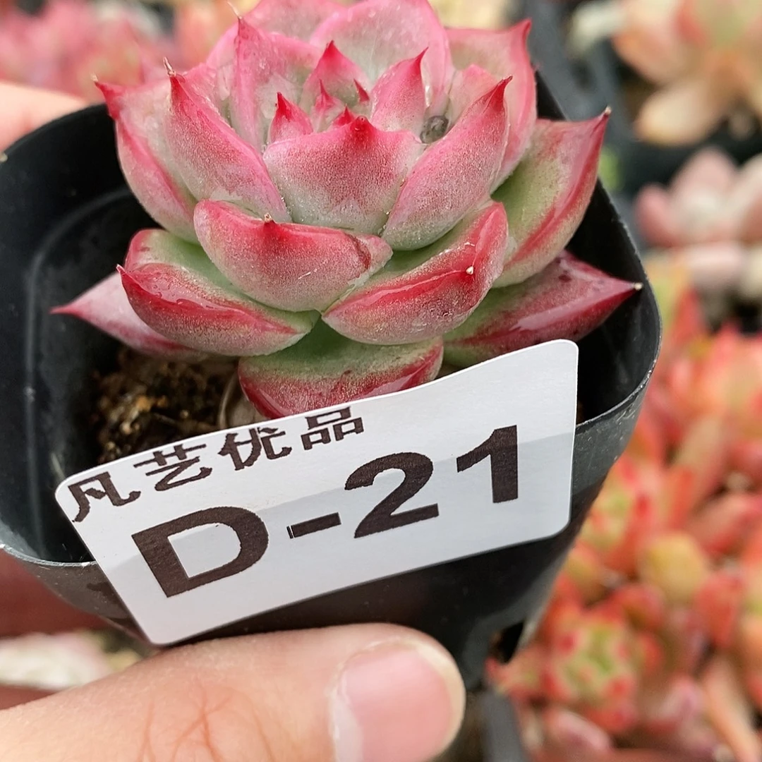 D21一物一拍满9.9包邮