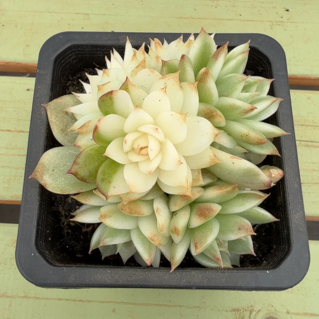 绿水晶玫瑰锦群锦上园艺一物一拍