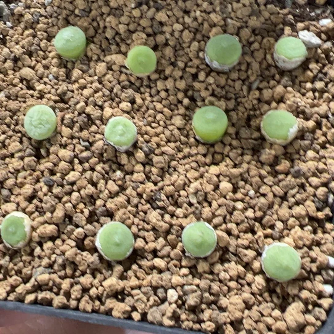 19-222量拍肉锥一颗。多肉