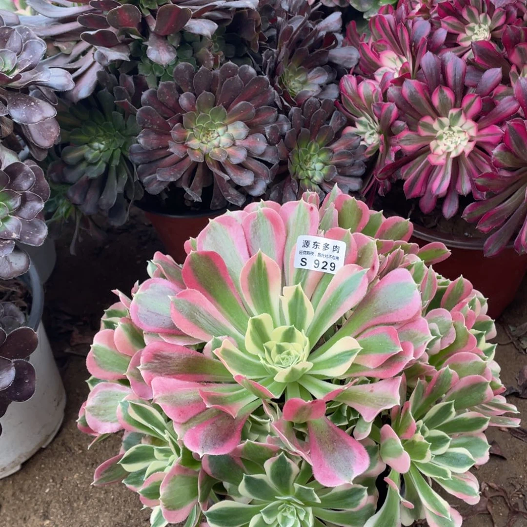 929白凤多肉法师断枝不包