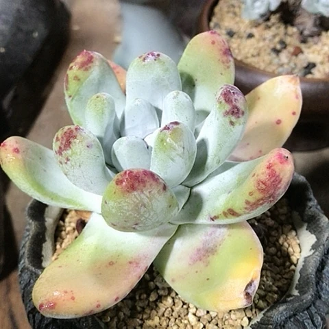 拇指仙女棒仙女棒