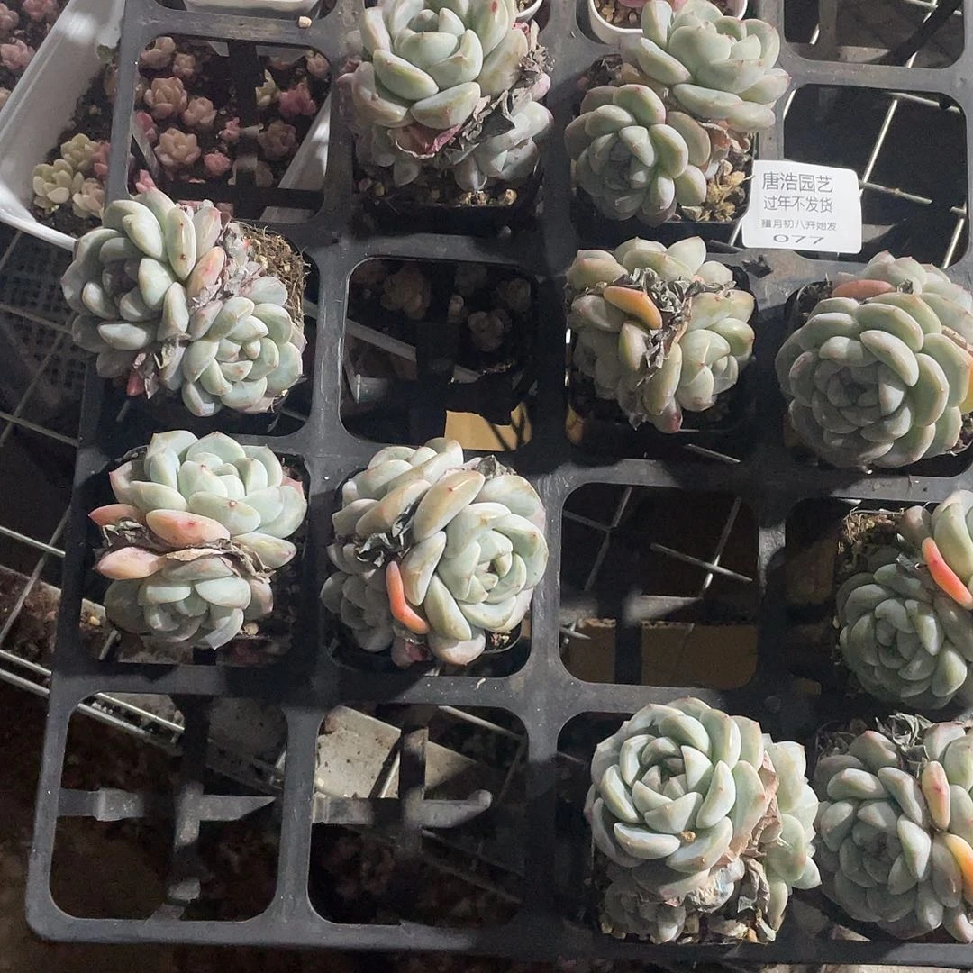 ➺****➺糖心混一物一拍077