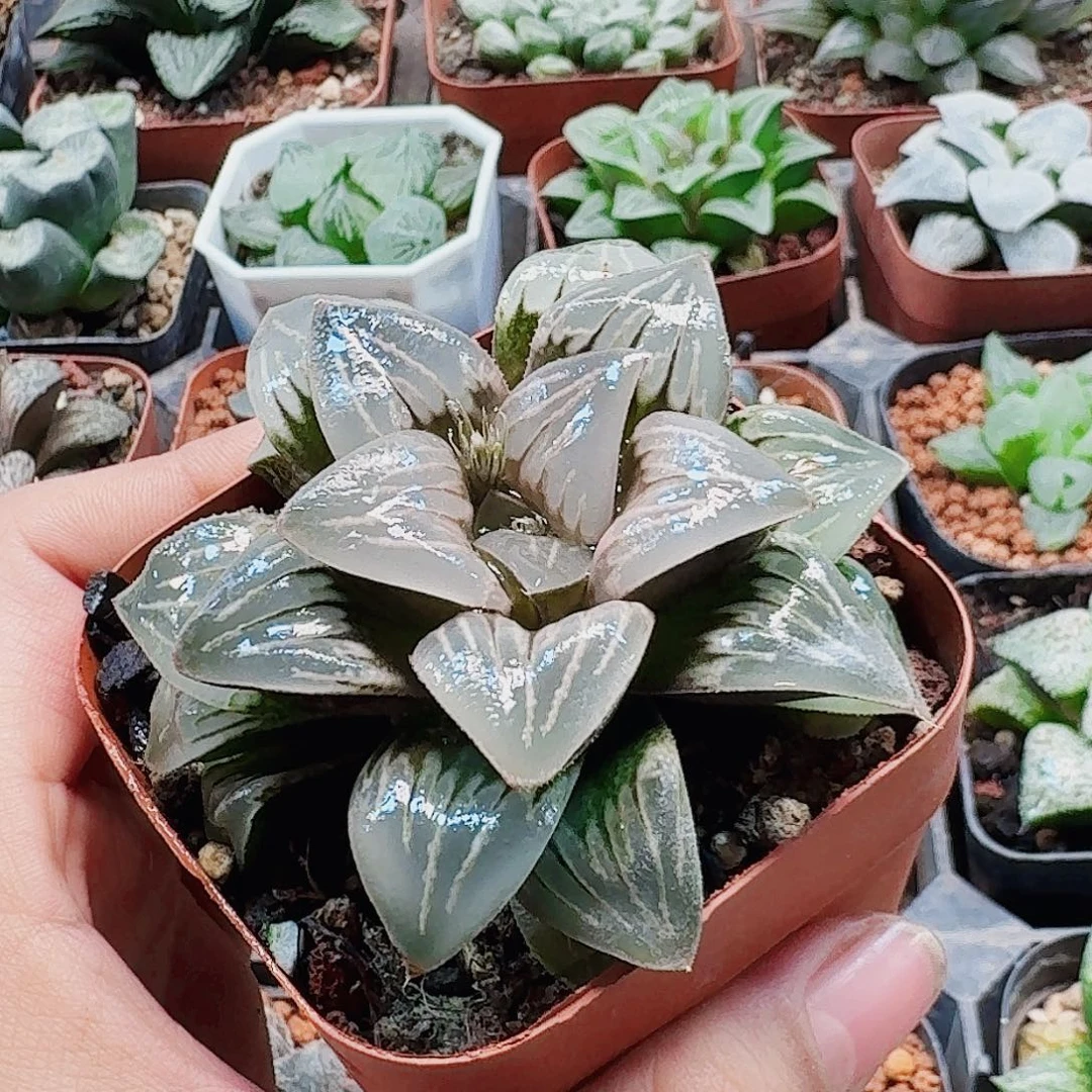 十二卷 水晶银龟 新粉福利