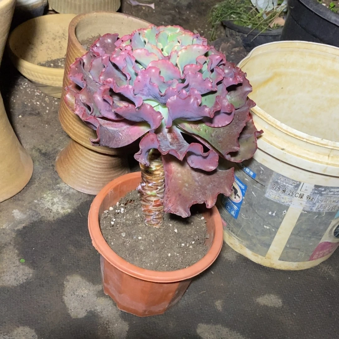 高砂一物一拍一物一拍