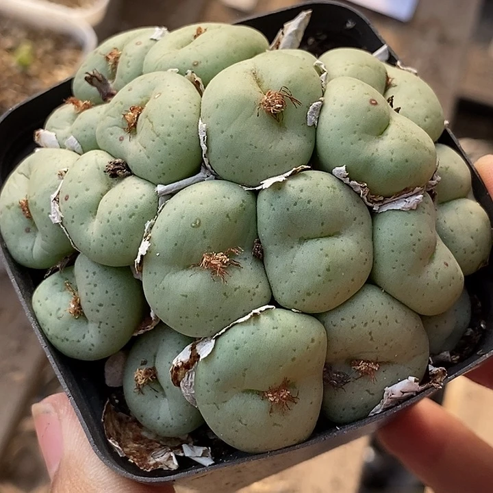16576吕氏大饼一盆