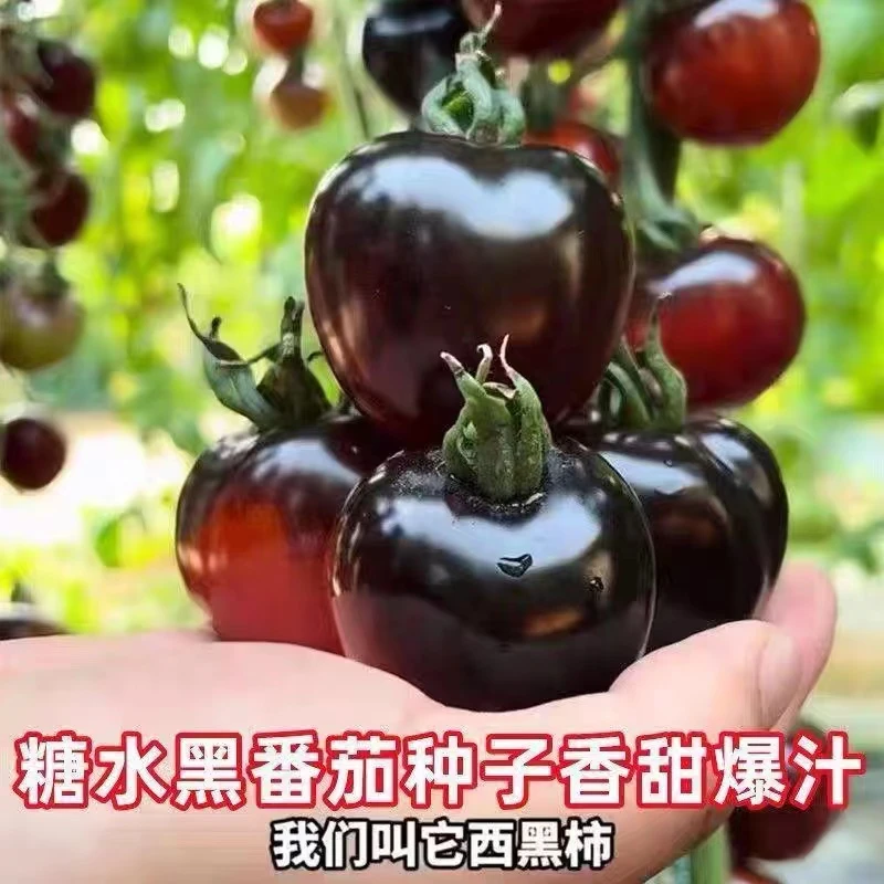 拍三送一黑番茄种子家庭园艺适用四季可种阳台庭院盆栽蔬菜种子