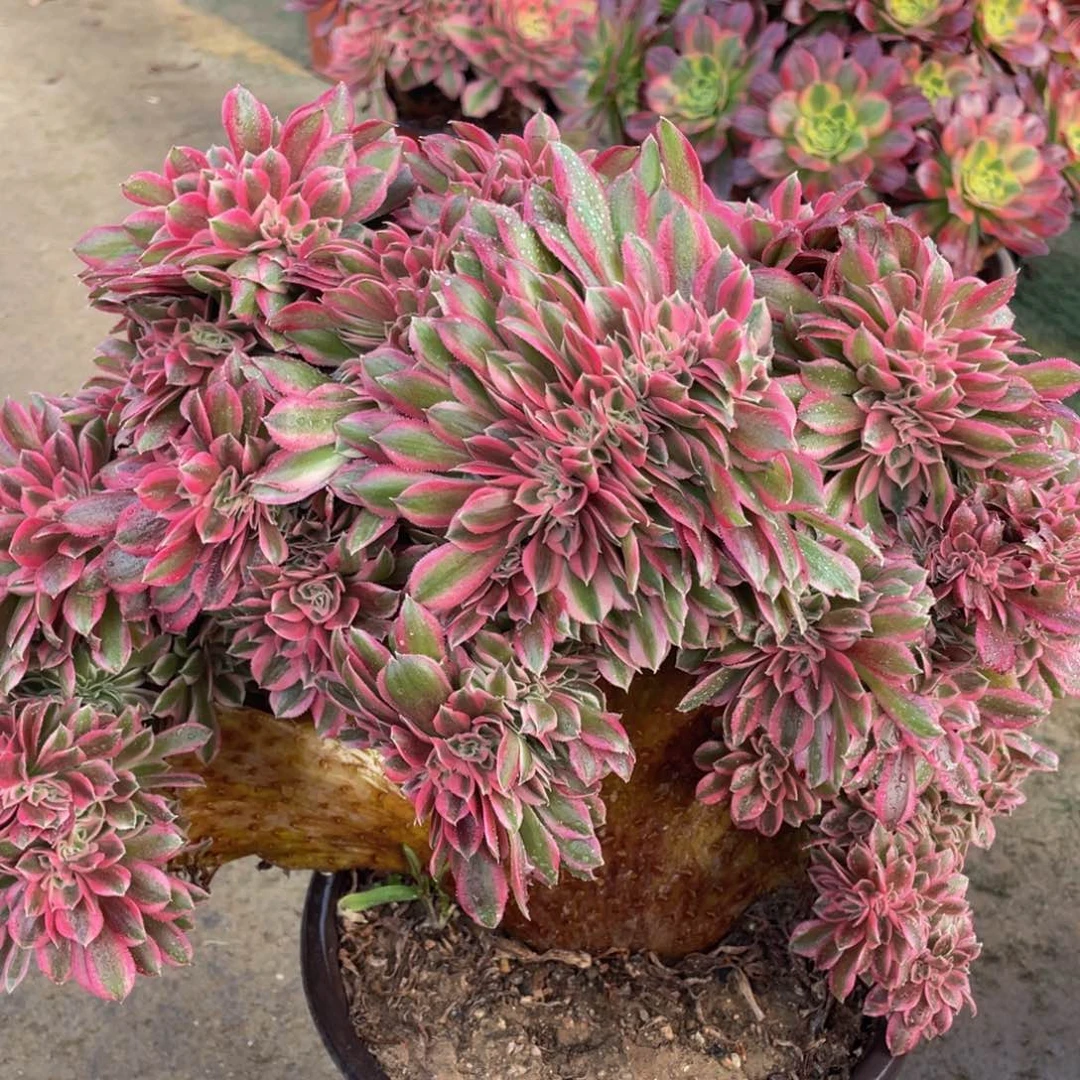 089粉女巫缀精品法师多肉