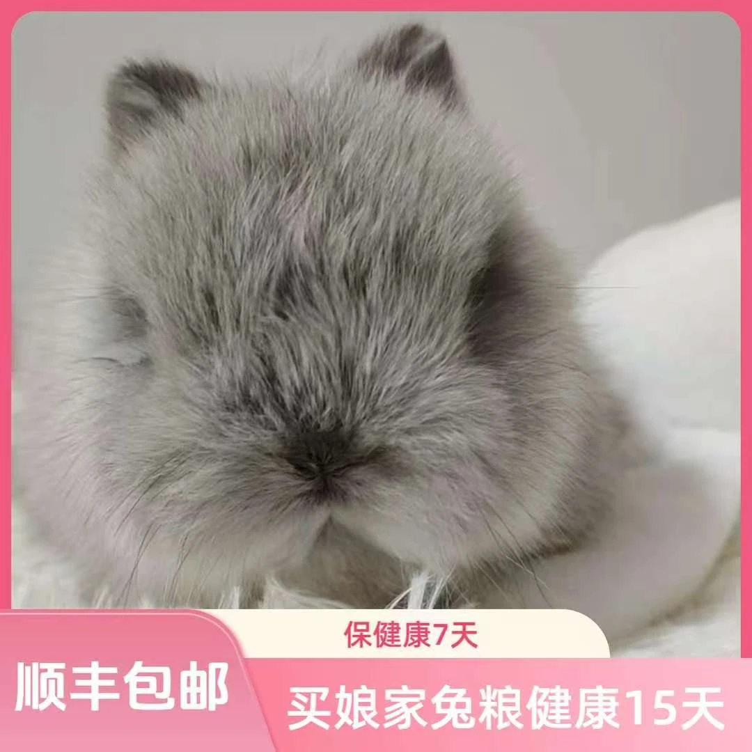 直播间挑选活体宠物兔买了就要好好负责不支持七天无理由