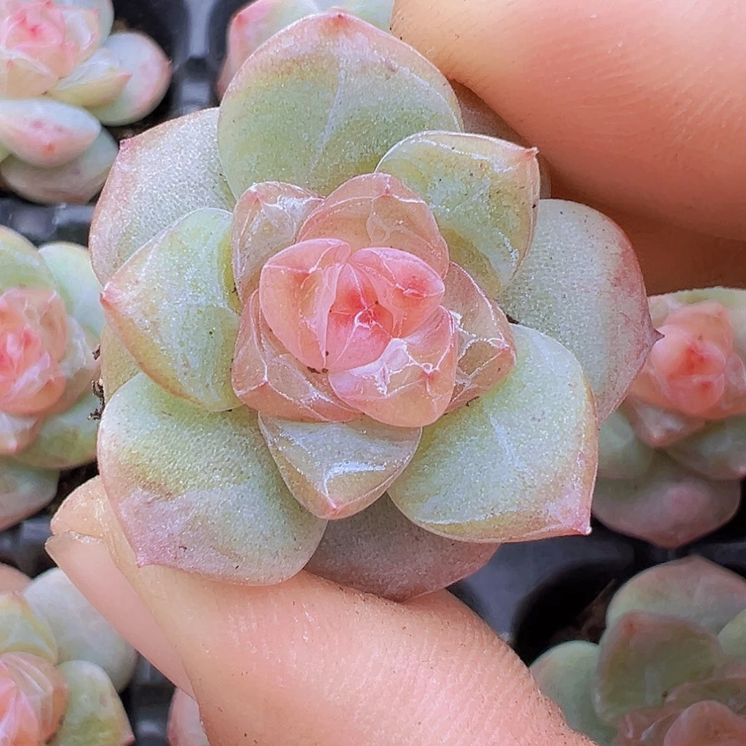 繁星珍妮苗5颗多肉