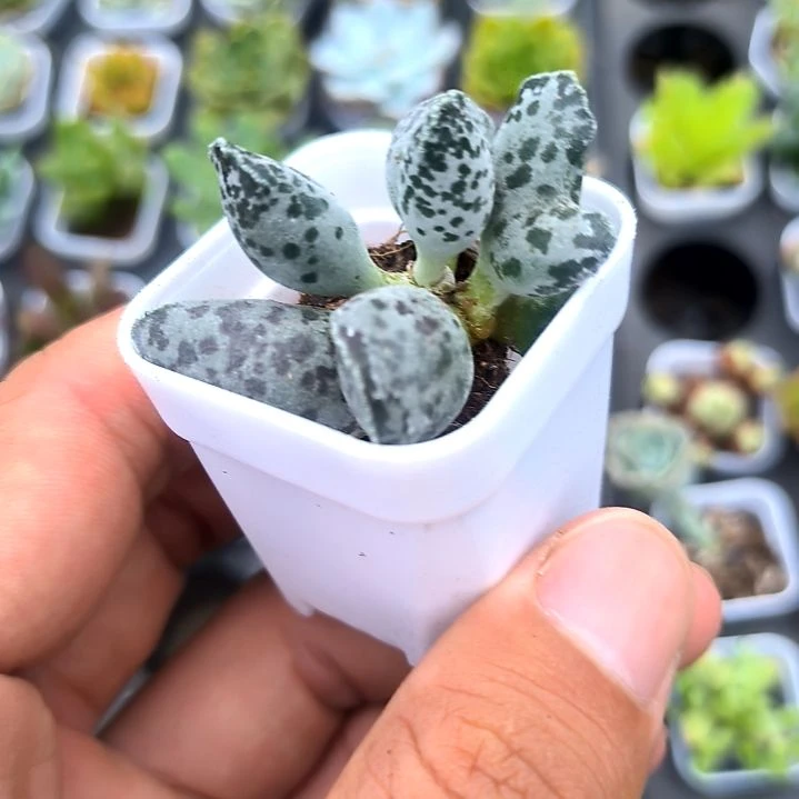 海豹一颗，满5元包邮