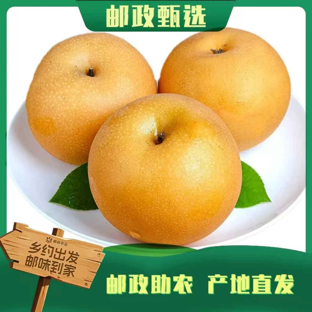【顺丰快递】砀山秋月梨脆甜爽口薄皮多汁甘甜新鲜水果现摘现发M