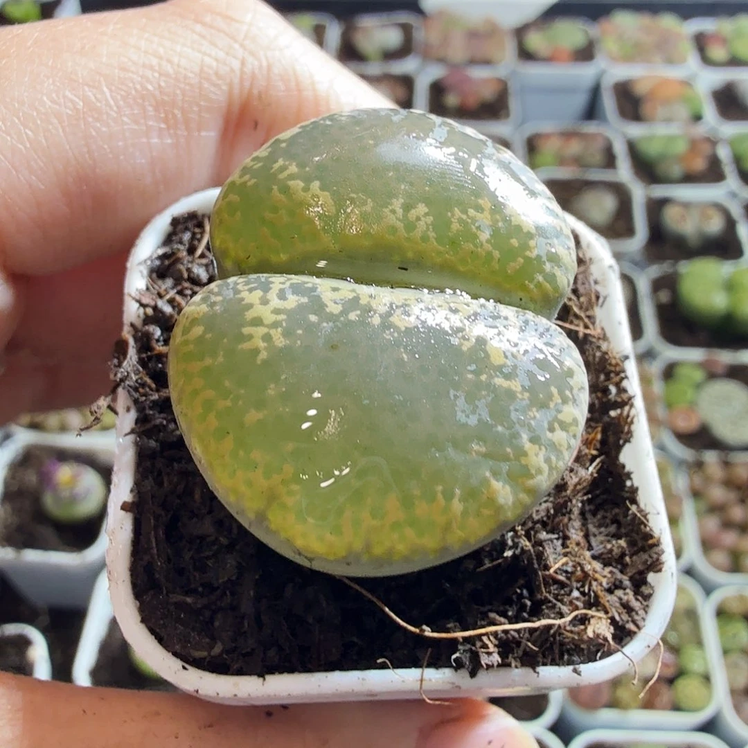 酸***疮多肉植物和植物等植物为5