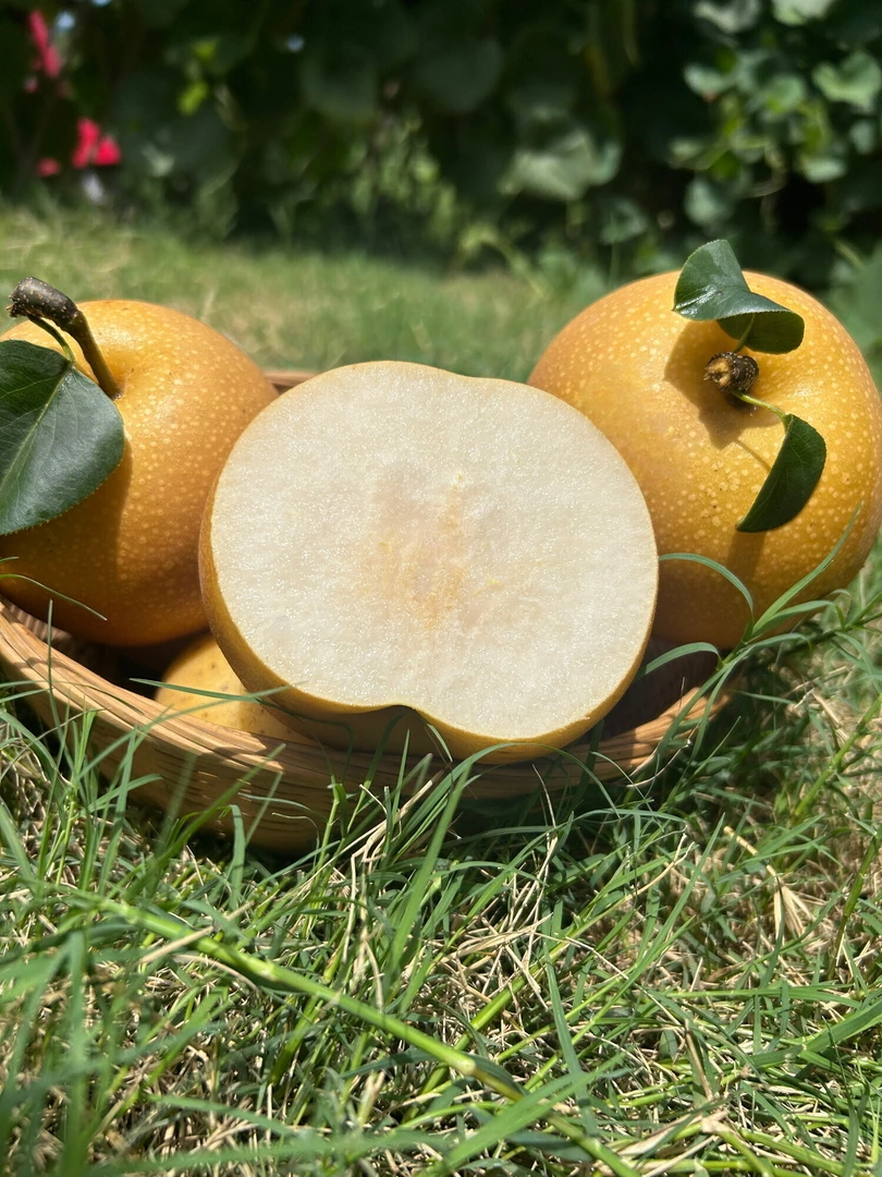 正宗秋月梨脆甜多汁当季新鲜应季水果现摘现发