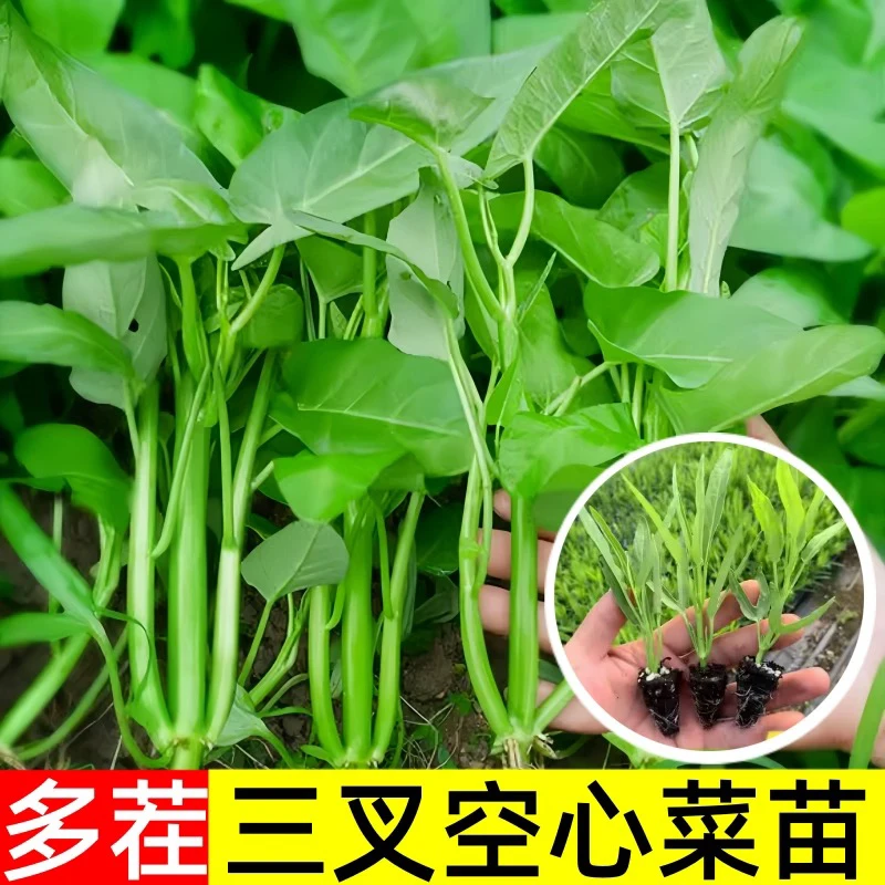 【寿光苗场】三叉空心菜苗四季菜苗大叶柳叶蔬菜青菜种籽苗高产