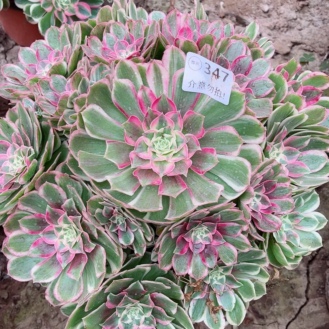 无花朵多肉植物孔雀翎2.347