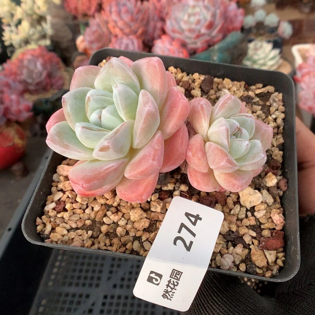 274冰玉多肉植物666