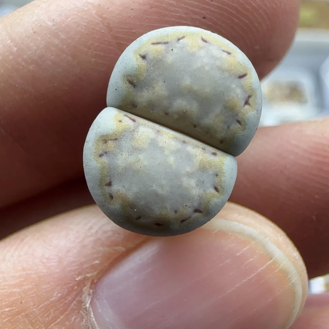 560饼干清框福利30包邮