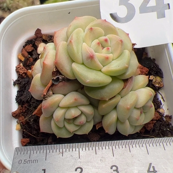 347 多肉植物组合盆栽