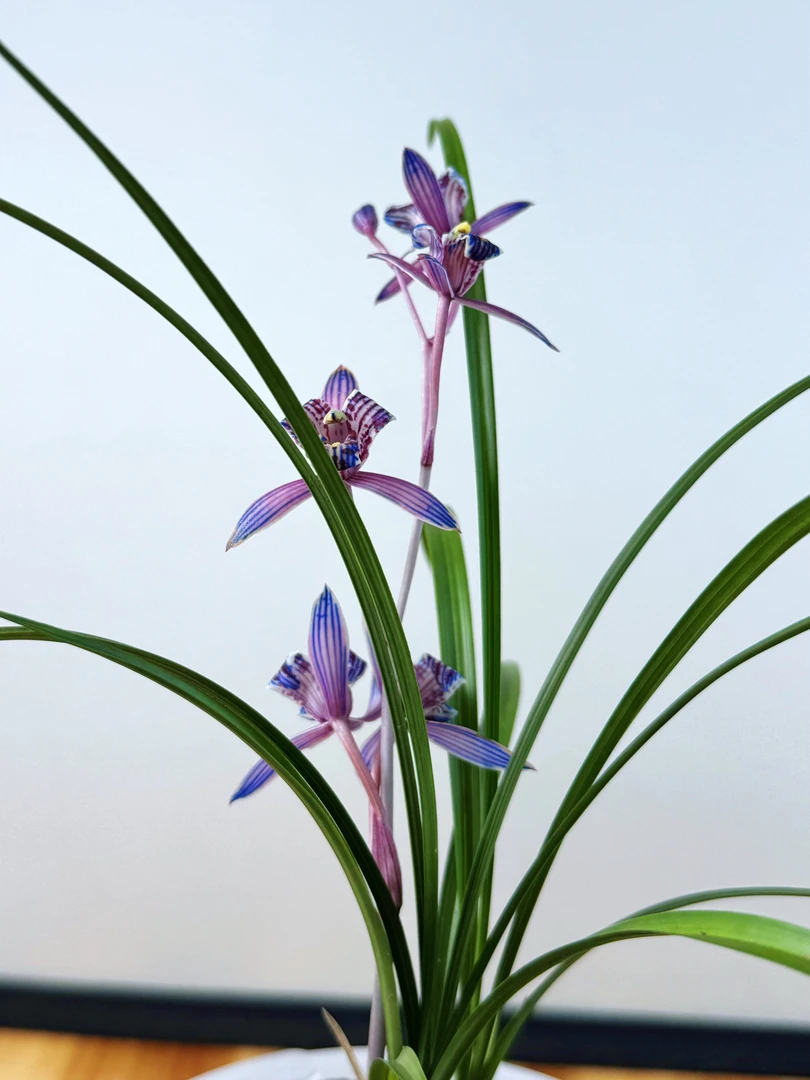 莲瓣兰名品  紫韵三星  两壮苗 基地直发裸根