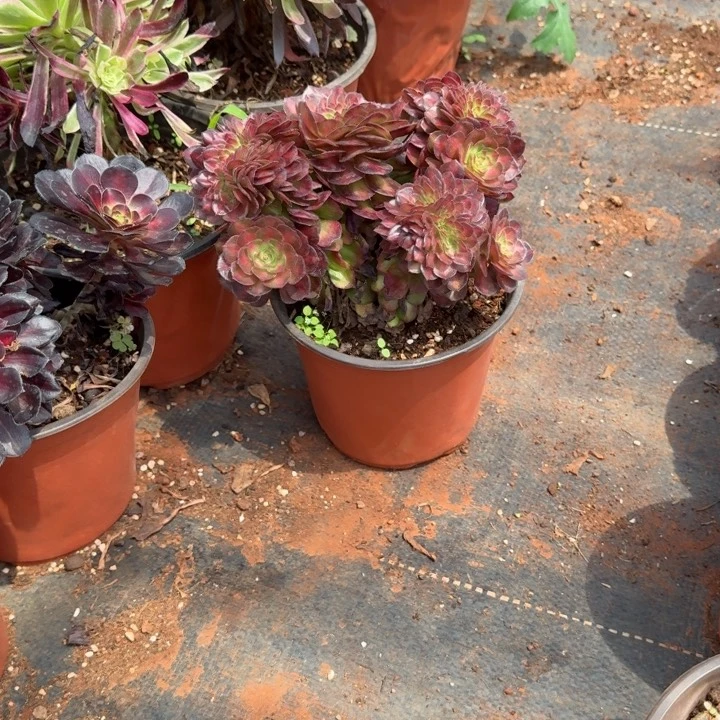 抹茶缀化6.5的啊啊啊啊啊