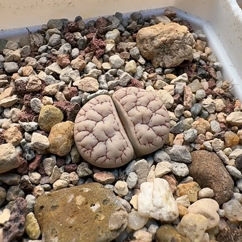 2651，189荒玉母本脑纹带盆