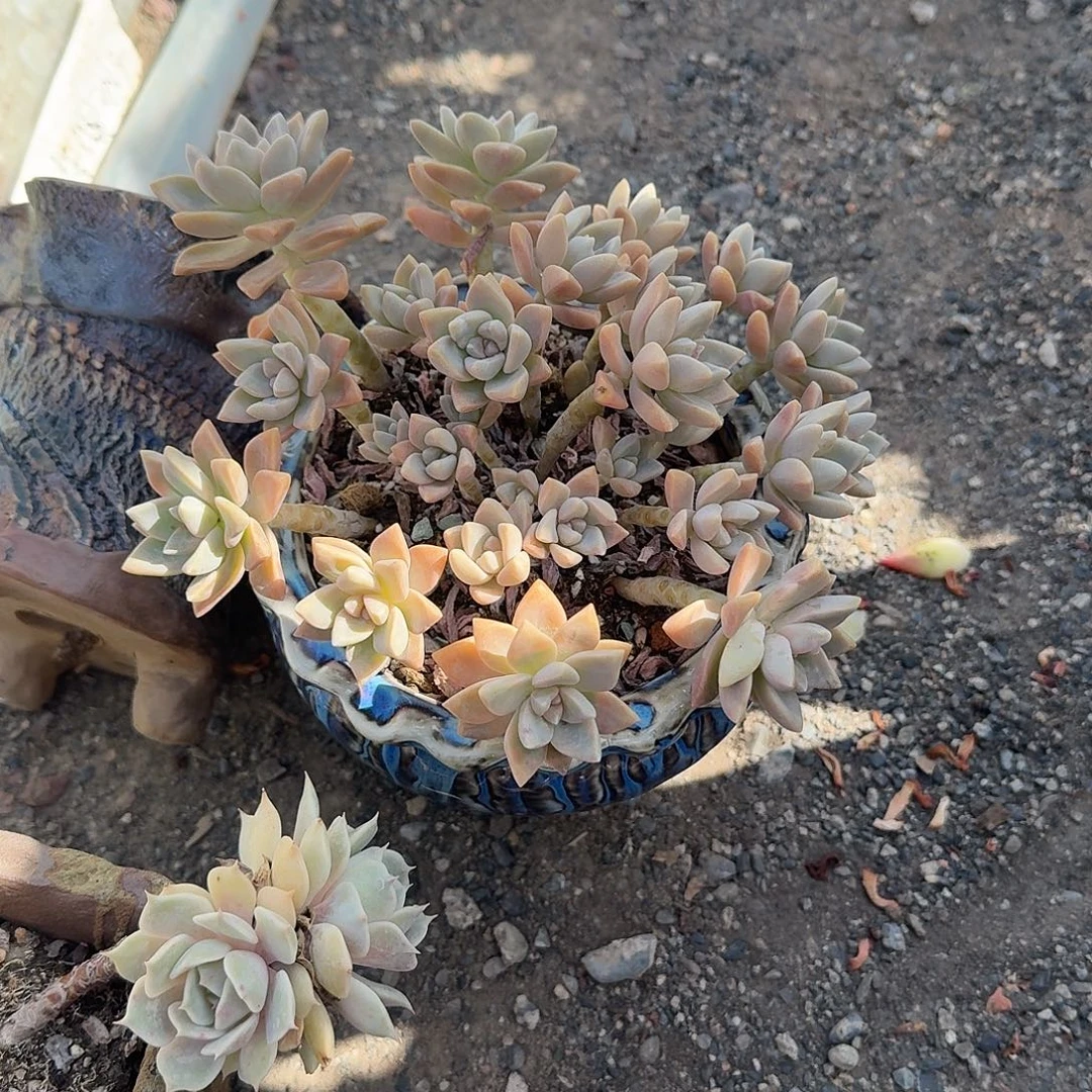 淡雪带盆多肉植物