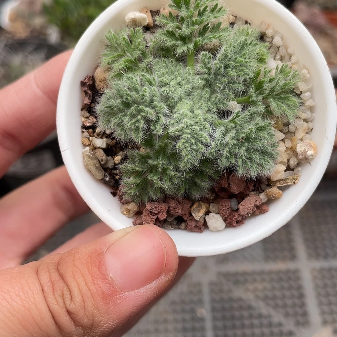 941羽叶洋葵（满18元包邮）